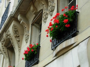 パリの風景（ゼラニウムの花）